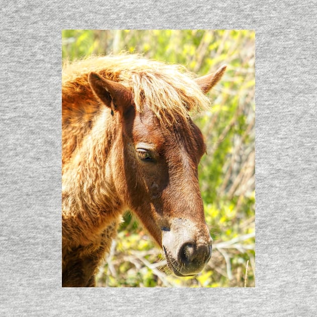 Assateague Pony Wyld Wynds Colt by Swartwout